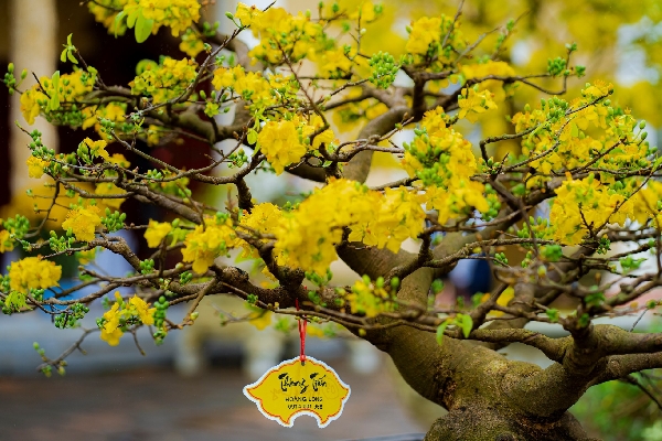 Tuyệt phẩm Hoàng mai Huế Tuyệt phẩm Hoàng mai Huế